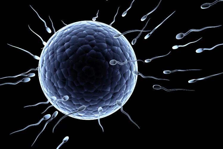 Morfología anormal del espermatozoides: ¿qué significa?